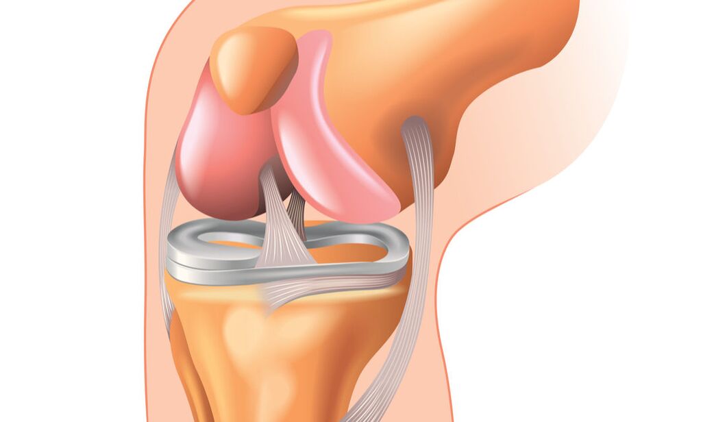 structure of the knee joint